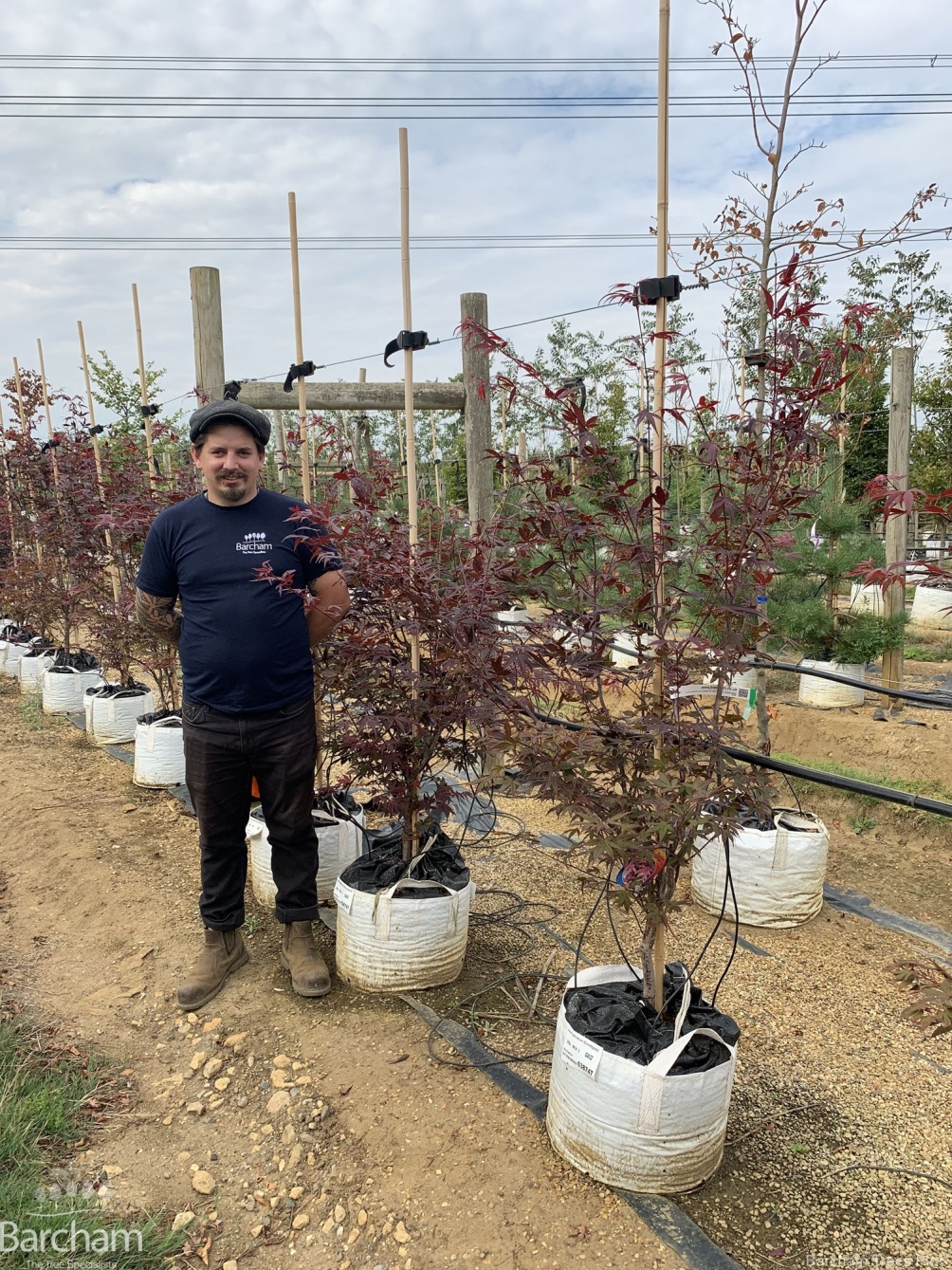 Acer palmatum Bloodgood   kırmızı japon akçaağacı